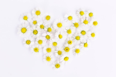 daisies-1535532_1280.jpg